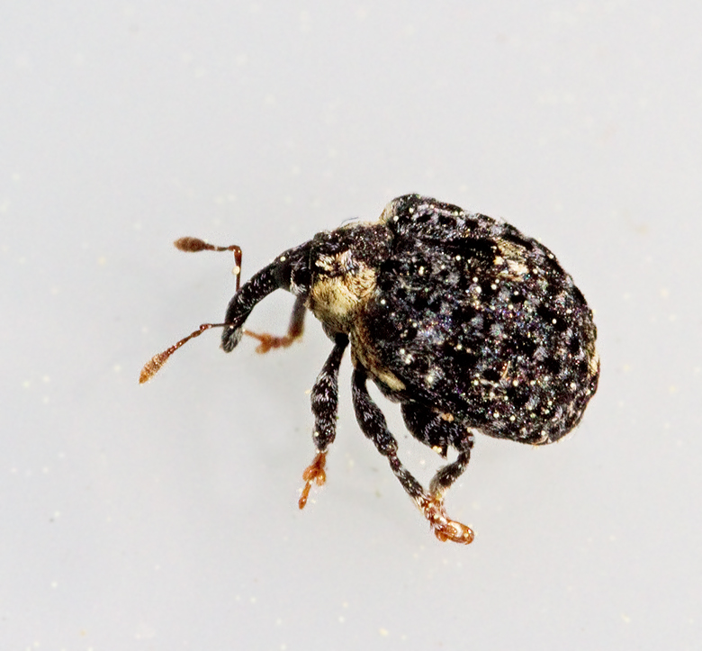 Cionus tuberculosus.jpg