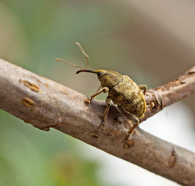 Bandad ollonvivel, Curculio venosus.jpg
