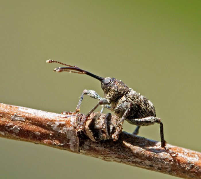 Curculio villosus.jpg