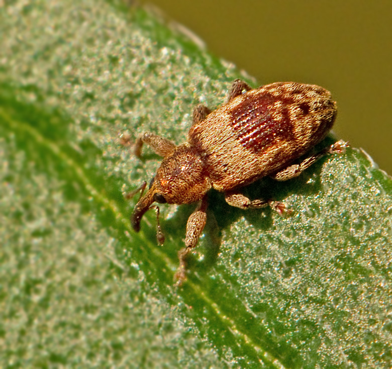 Dorytomus melanopthalmus.jpg