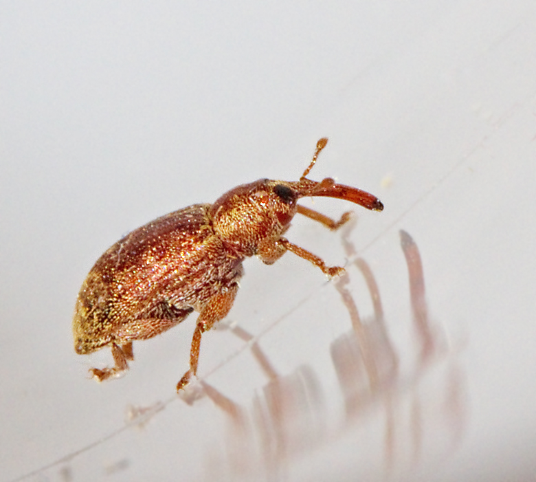 Dorytomus rufatus.jpg