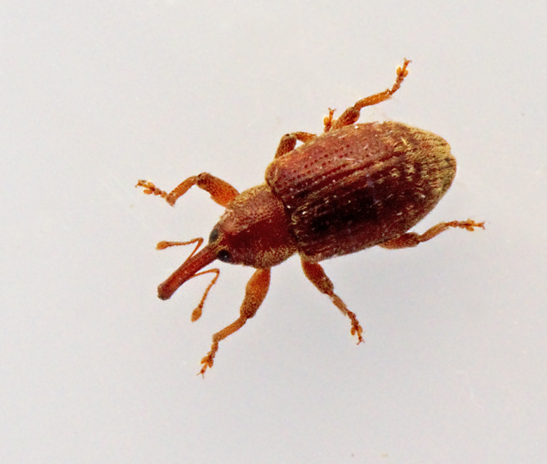 Dorytomus rufatus.jpg