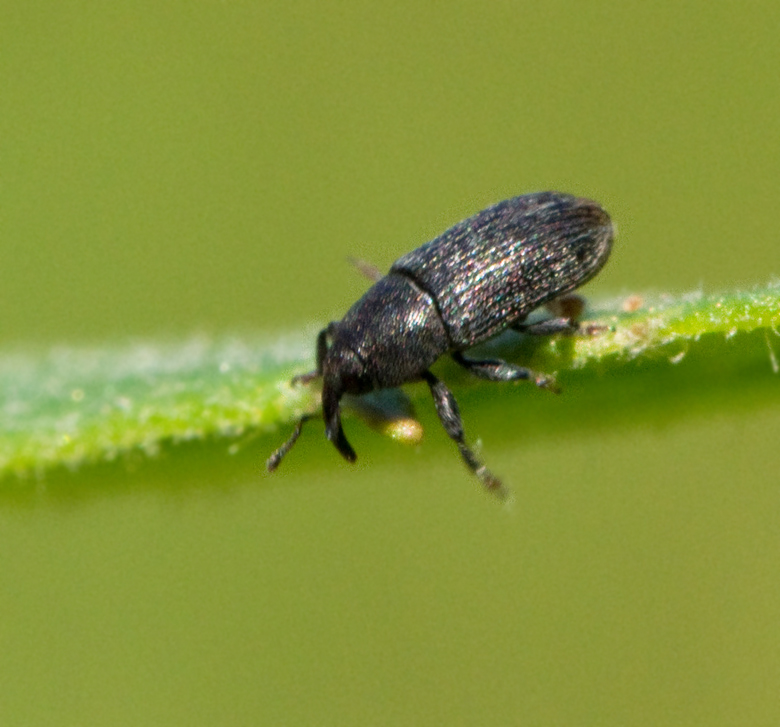 Mecinus pyraster.jpg