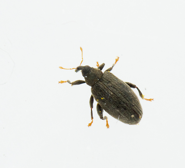 Orchestes fagi.jpg
