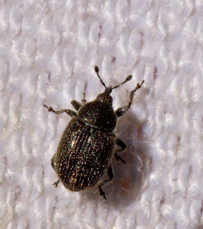 Rhinusa antirrhini.jpg