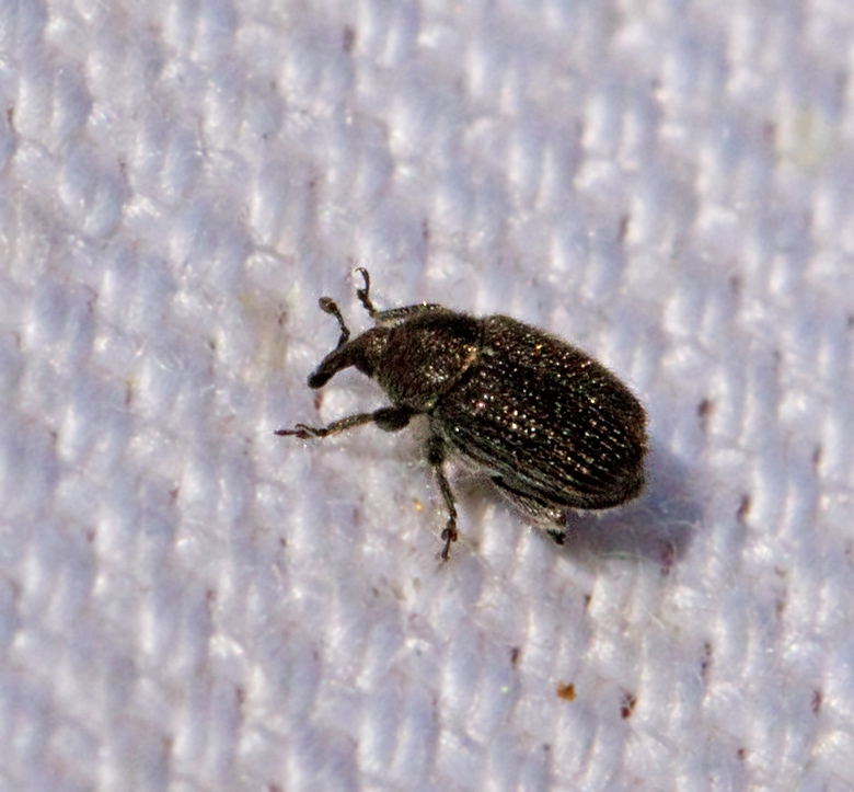 Rhinusa antirrhini.jpg