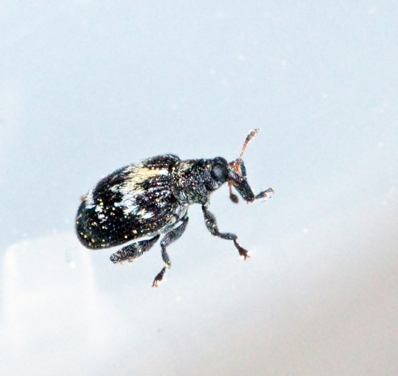 Tachyerges salicis.jpg