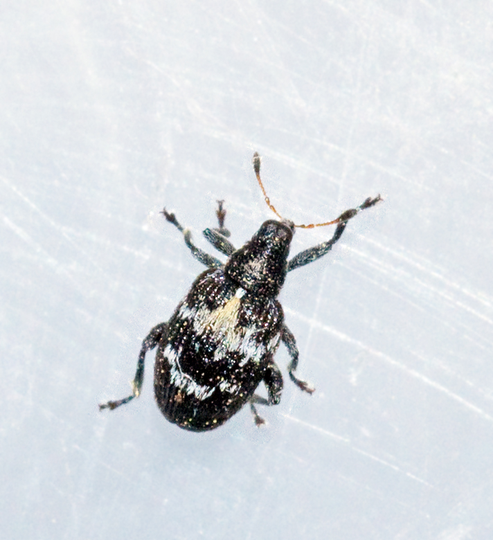 Tachyerges salicis.jpg