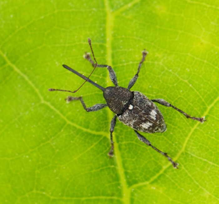 Curculio villosus.jpg
