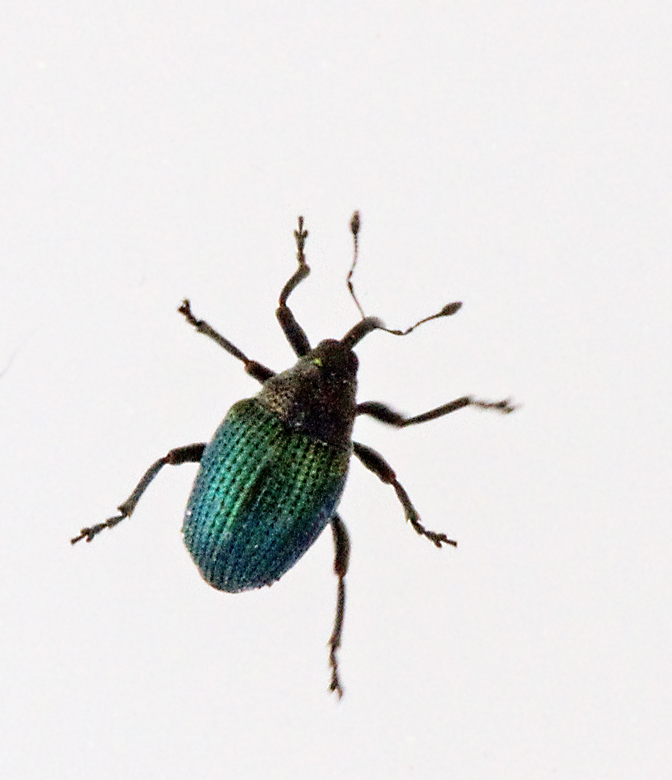 Ceutorhynchus erysimi.jpg