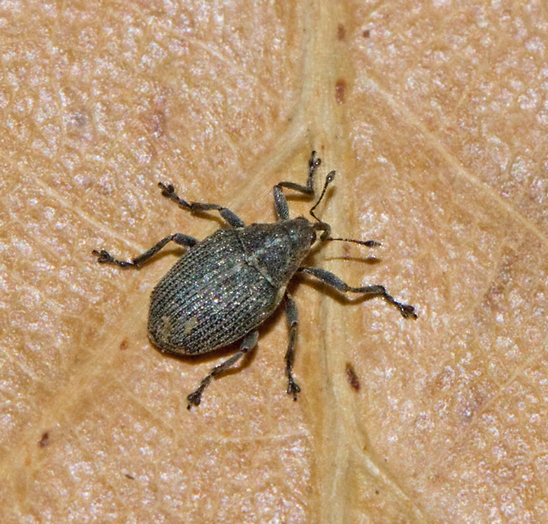Ceutorhynchus obstrictus.jpg
