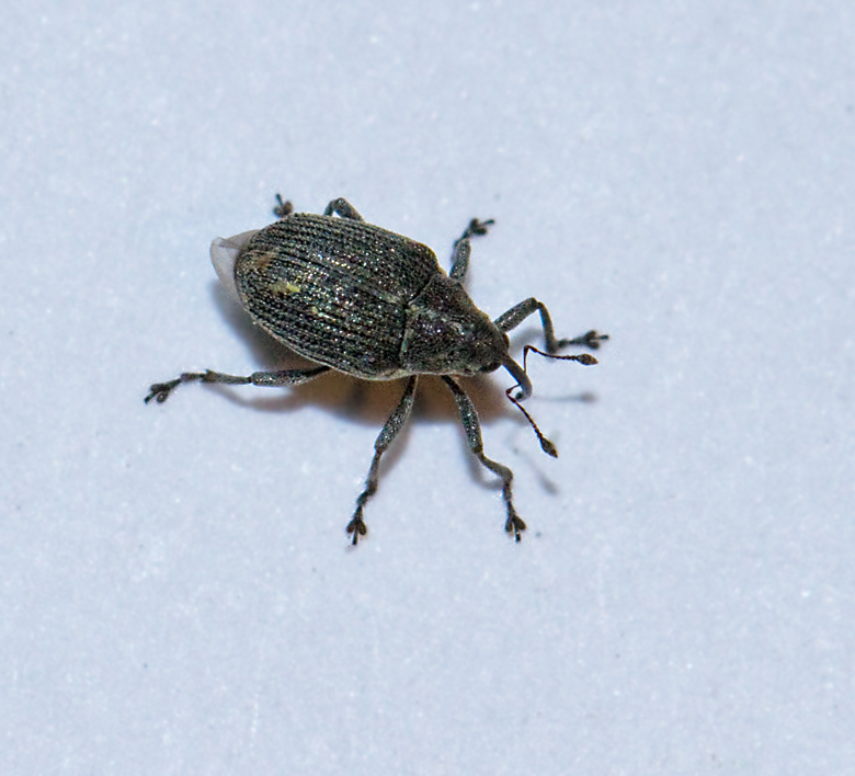 Ceutorhynchus obstrictus.jpg