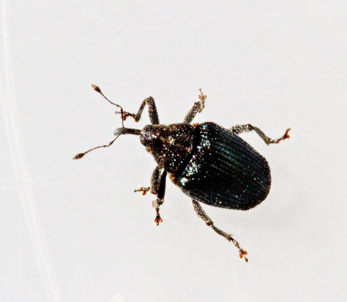 Ceutorhynchus sulcicollis.jpg