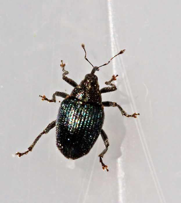 Ceutorhynchus sulcicollis.jpg