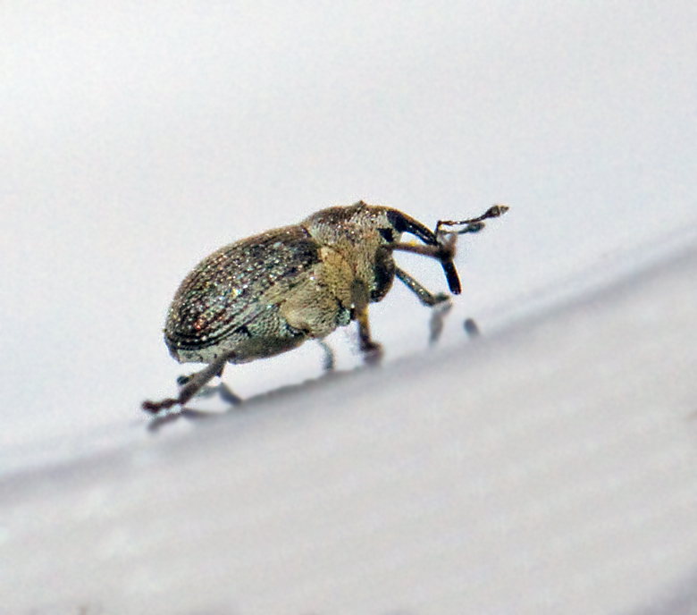 Ceutorhynchus typhae.jpg