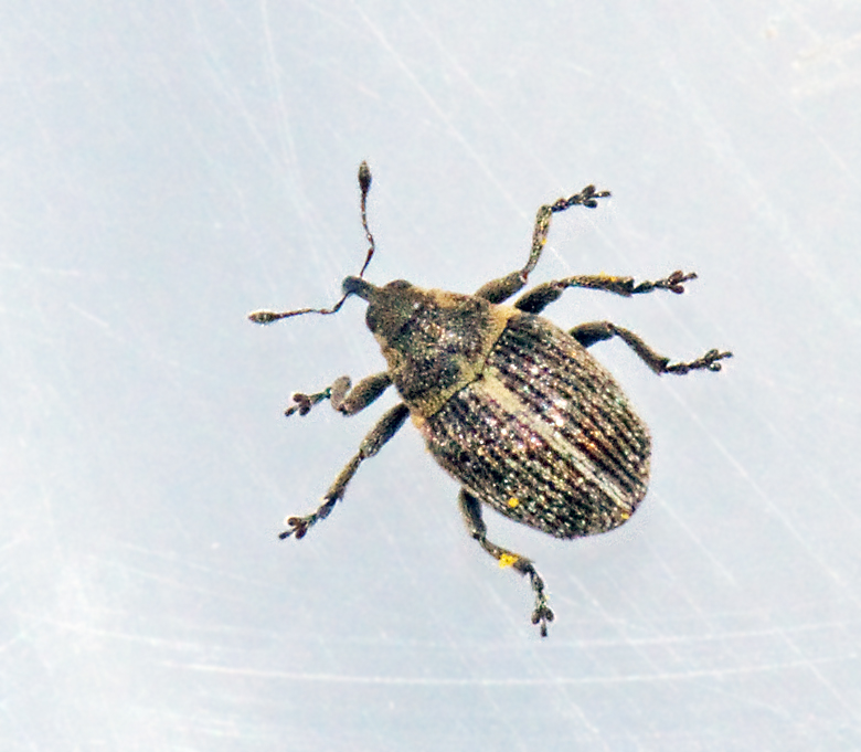 Ceutorhynchus typhae.jpg