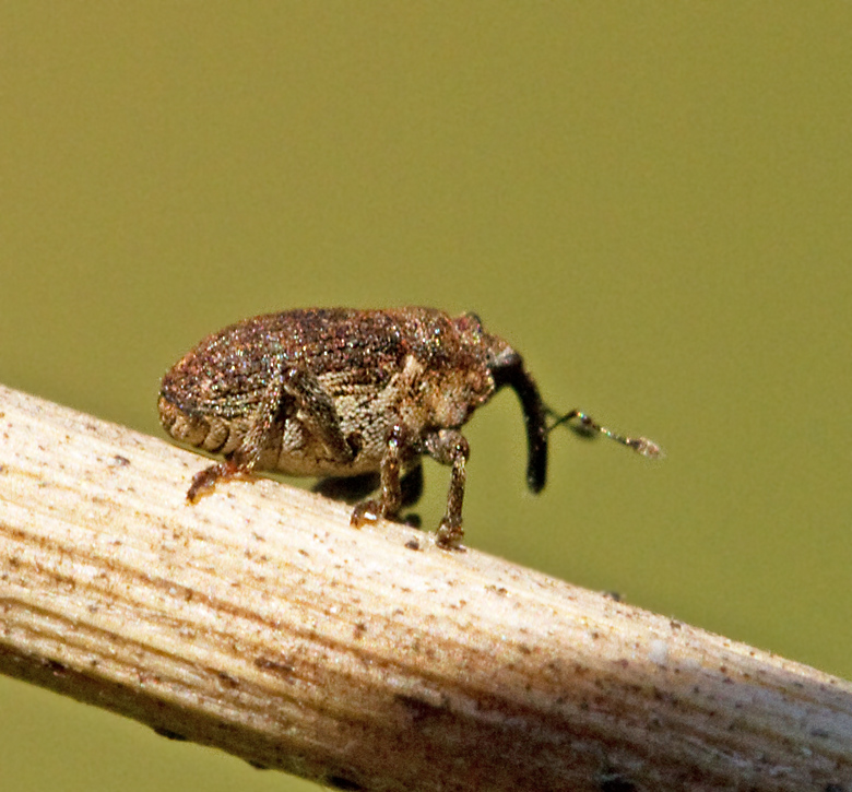 Glocianus punctiger.jpg