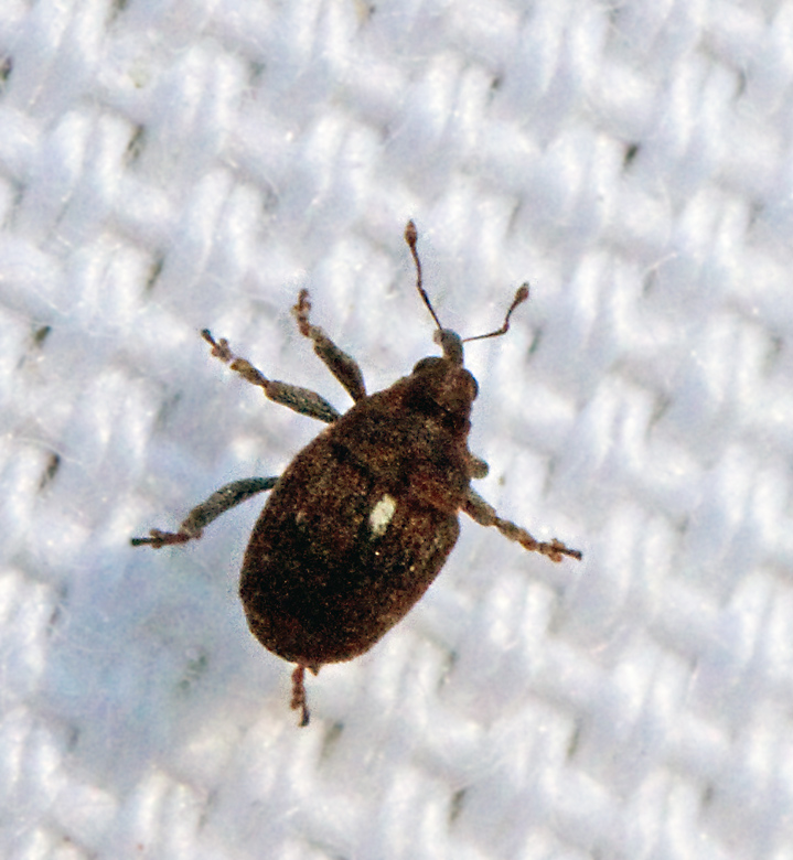 Glocianus punctiger.jpg