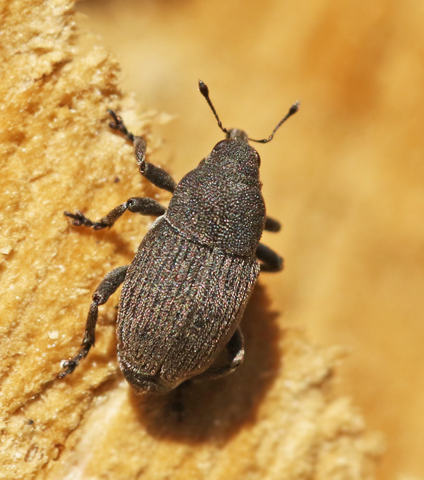 Marmaropus_besseri.jpg