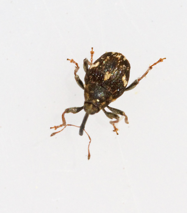 Mogulones asperifoliarum.jpg
