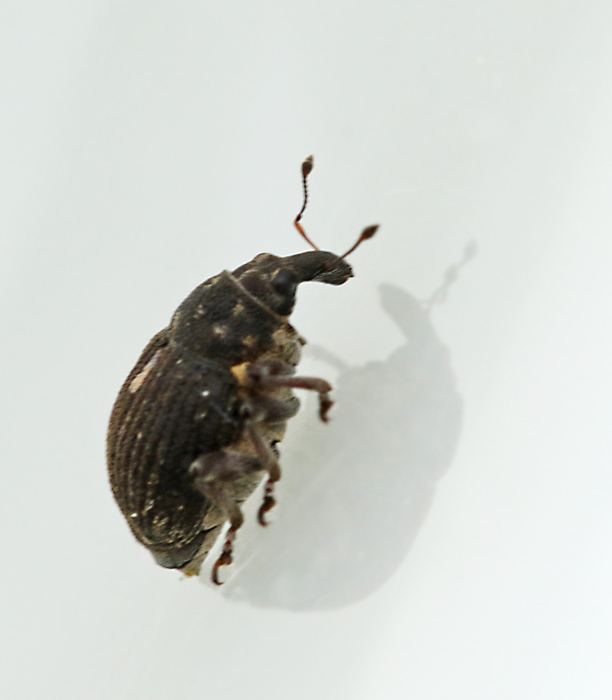 Rhinoncus pericarpus.jpg
