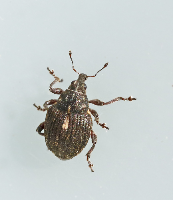 Rhinoncus pericarpus.jpg