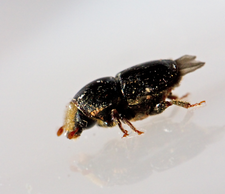 Bjrksplintborre (Colytus ratzeburgii).jpg