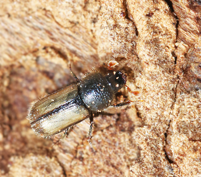 Husborre (Trypodendron domesticum).jpg
