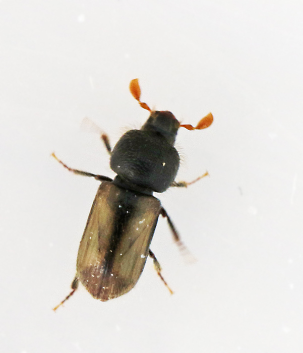Husborre (Trypodendron domesticum).jpg