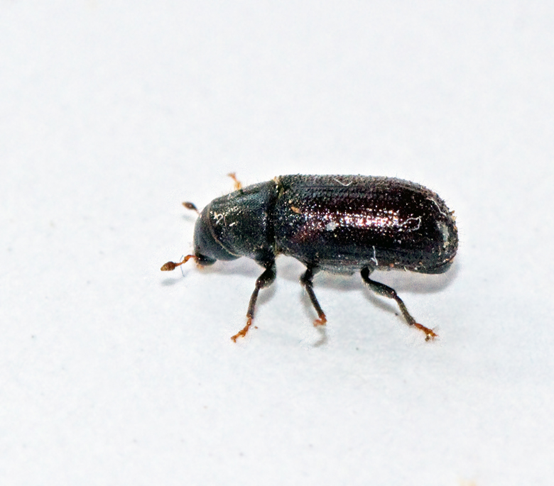 Strre mrgborre (Tomicus piniperda).jpg