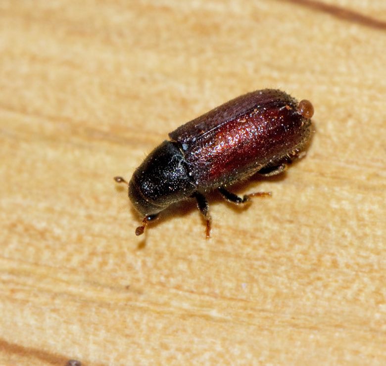Strre mrgborre (Tomicus piniperda).jpg