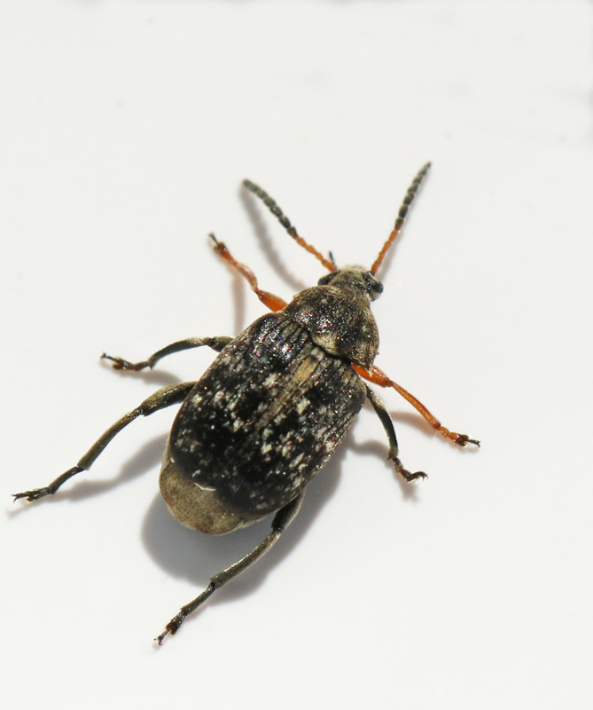 Bruchus_rufimanus.jpg