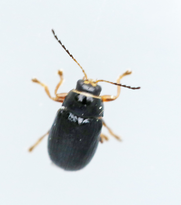 Cryptocephalus_bameuli.jpg