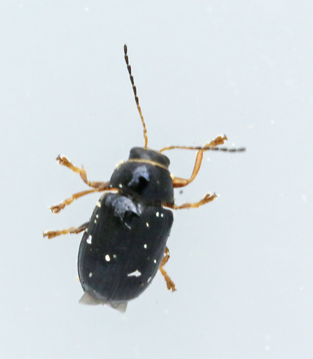 Cryptocephalus_bameuli.jpg