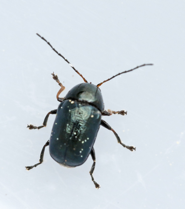 Cryptocephalus_nitidus.jpg