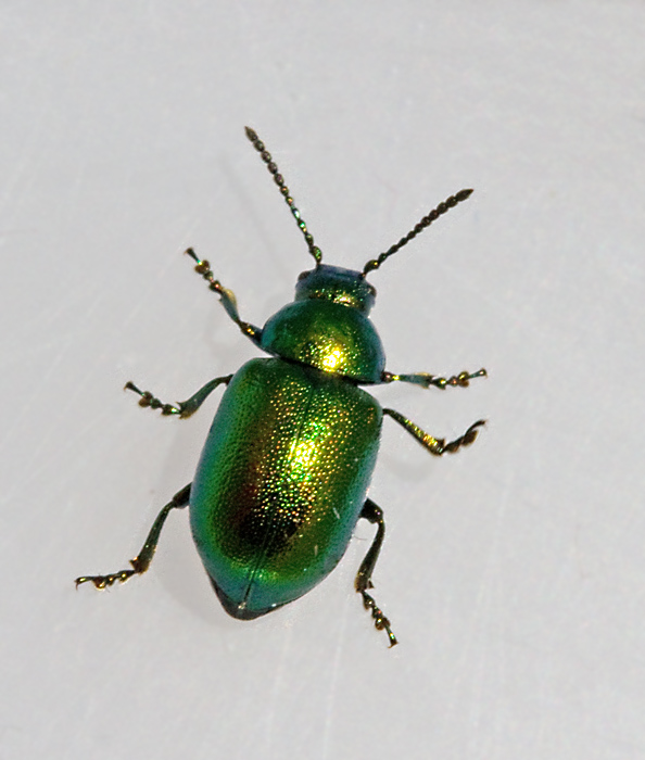 Gastrophysa viridula.jpg