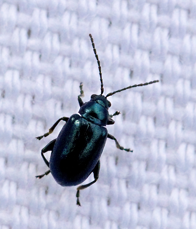 Alticinae, Flea beetles, Jordloppor
