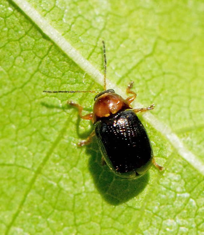 Liten fallbagge (Cryptocephalus pusillus).jpg