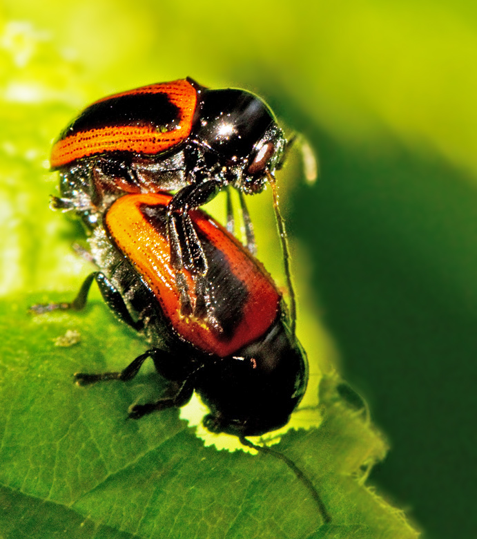 Cryptocephalus bipunctatus.jpg