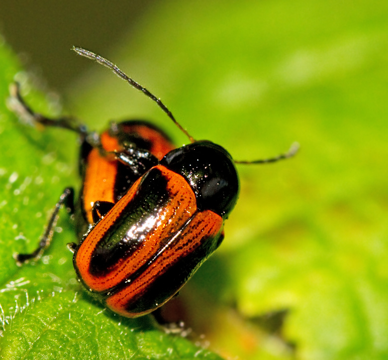 Cryptocephalus_bipunctatus.jpg