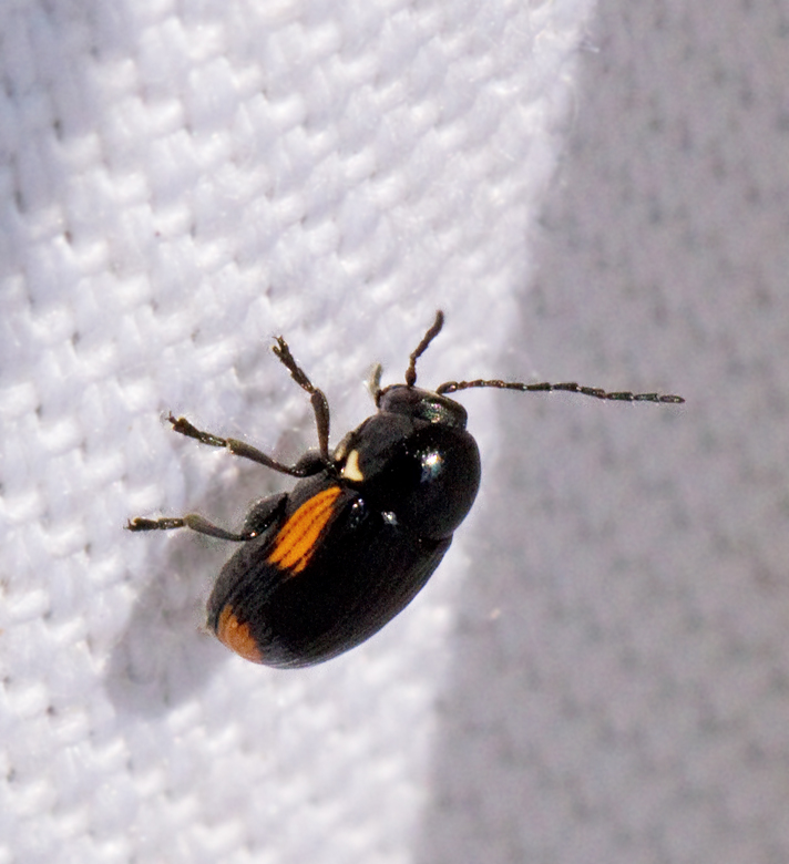 Cryptocephalus_moraei.jpg
