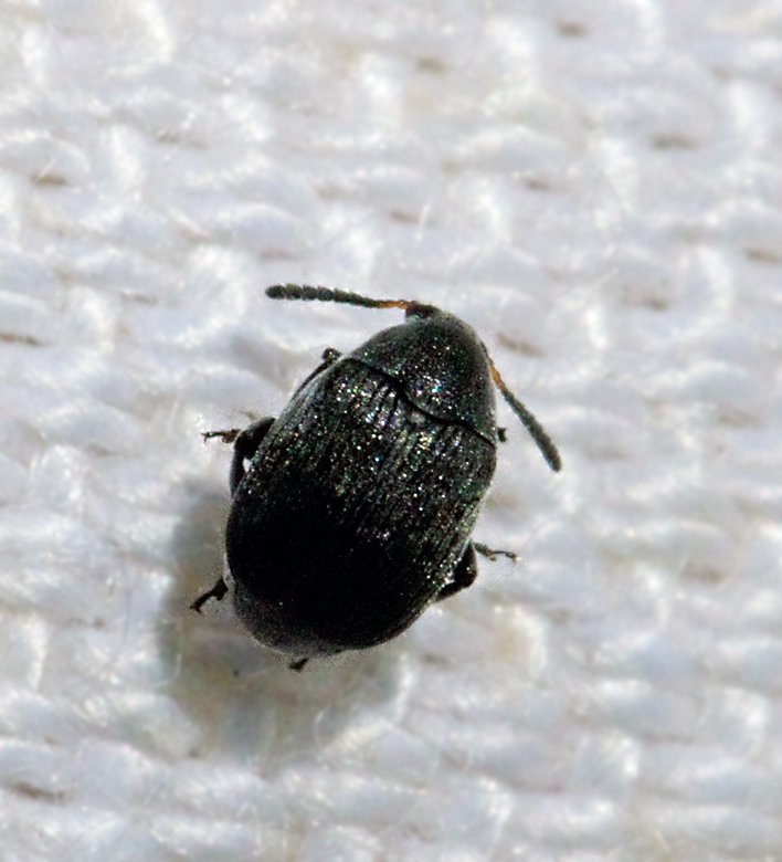 Bruchidius_villosus.jpg