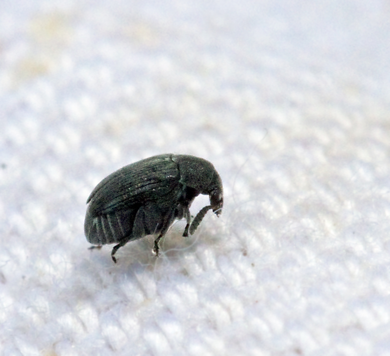 Bruchidius_villosus.jpg