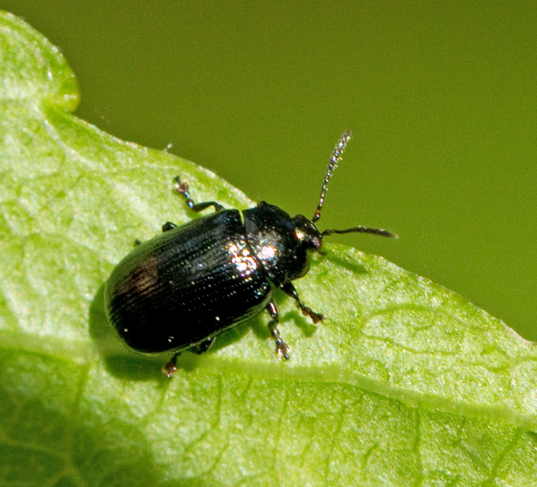 Phratora_atrovirens.jpg