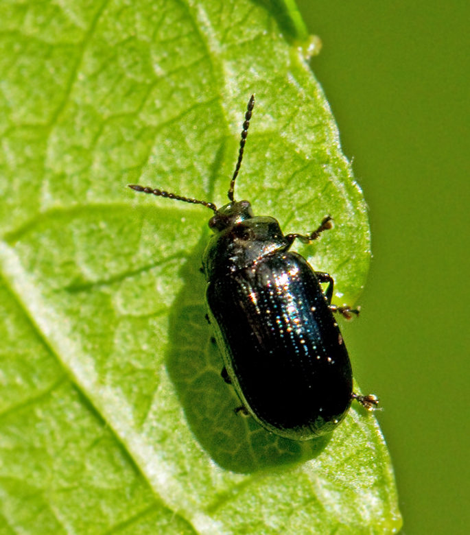 Phratora_atrovirens.jpg