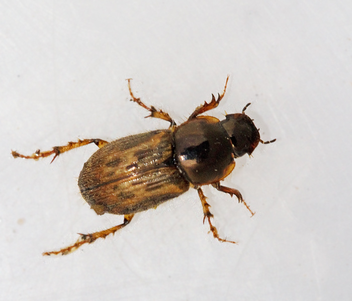 Fransdyngbagge (Aphodius_contaminatus).jpg