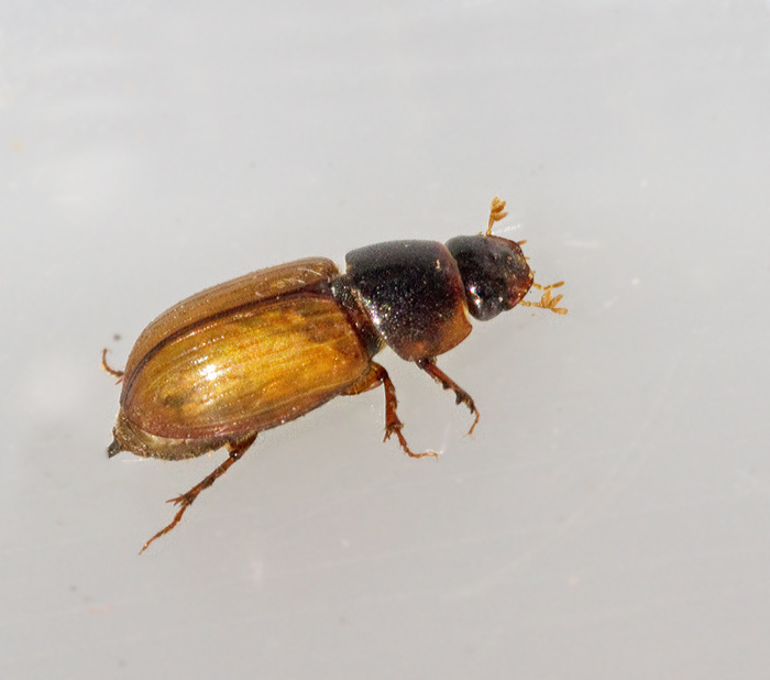 Glansdyngbagge (Aphodius ictericus).jpg