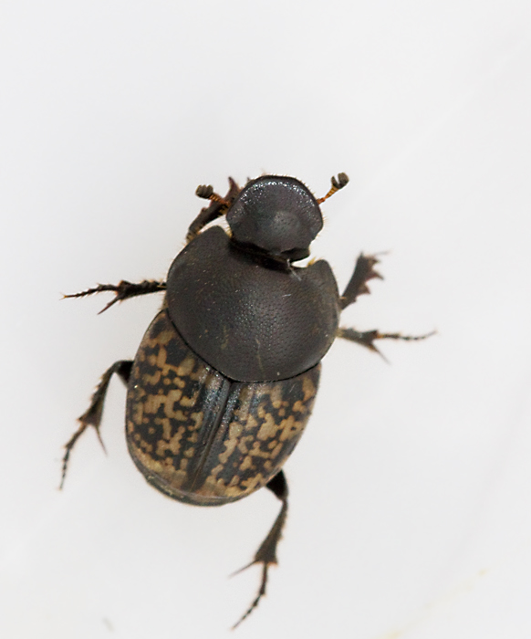 Rakhorndyvel (Onthophagus nuchicornis).jpg