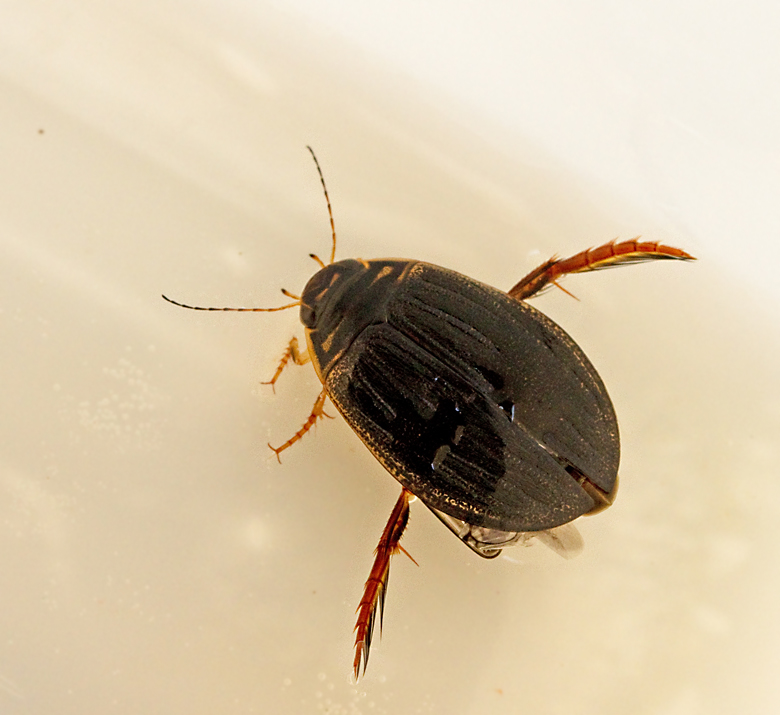 Swedish Waterbeetles, Vattenbaggar (Dytiscidae to Hydrophilidae)
