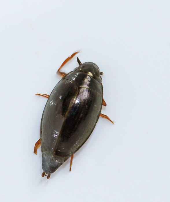 Gyrinidae, Whirligig beetles, Virvelbaggar